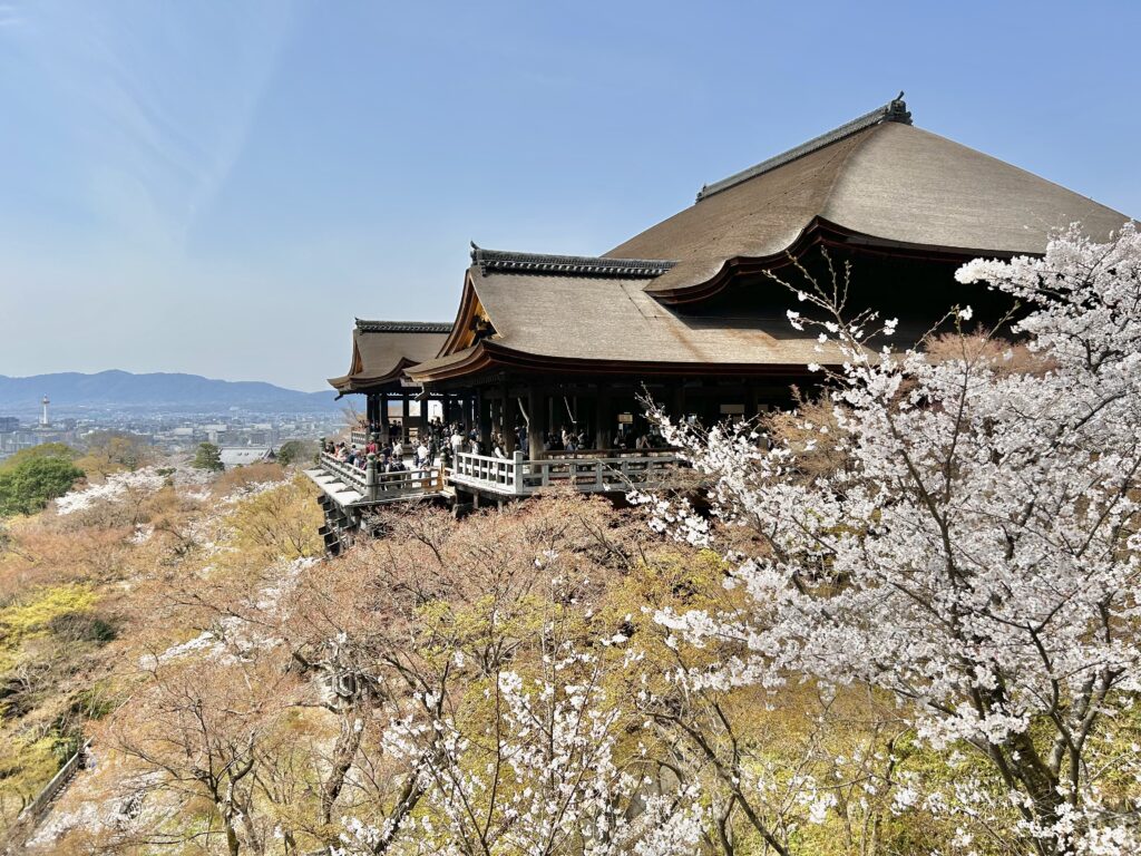 桜が咲き誇る早朝の清水寺、観光客の少ない穴場時間の絶景
