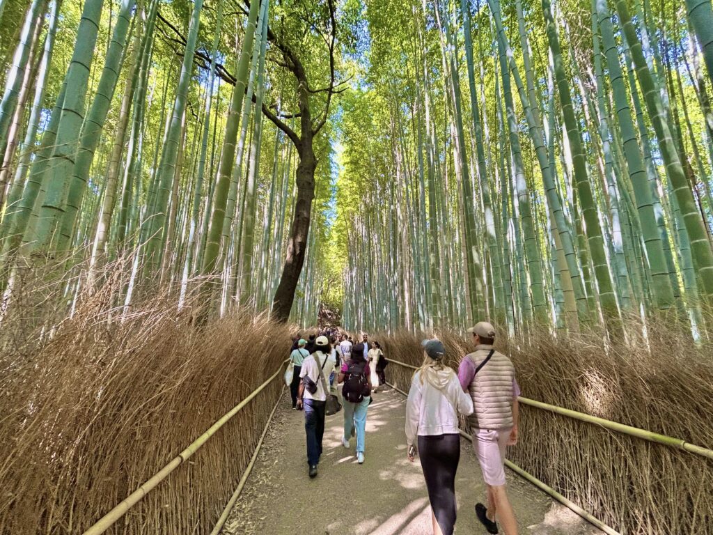 真竹に囲まれて非日常感を味わえる竹林の小径